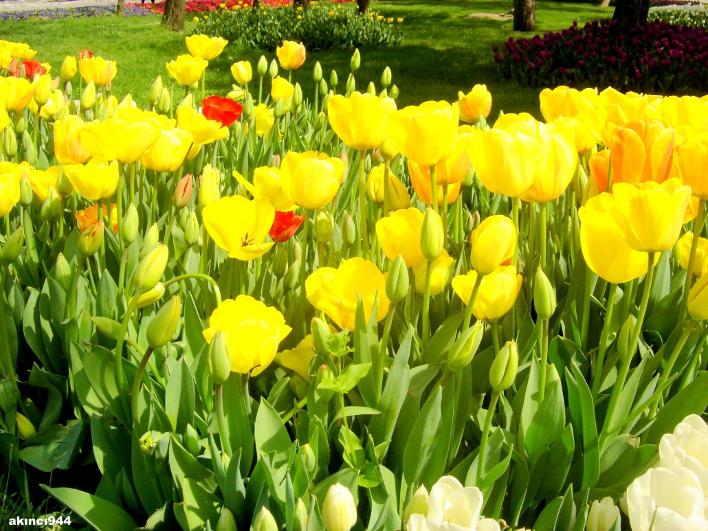 Büyük Çamlıca İstanbul